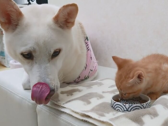 子猫の食事を見守る丸太