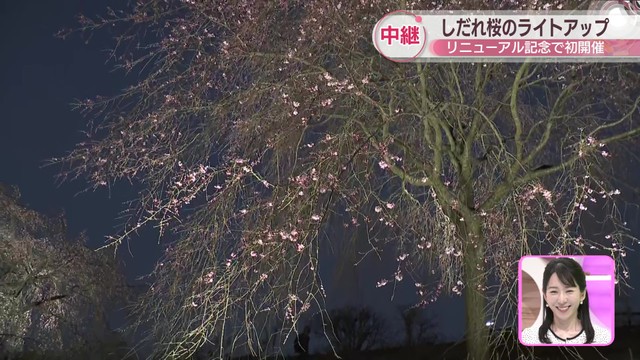 【中継】しだれ桜のライトアップ リニューアルした「さぬきフラワーガーデン」で初開催 高松市