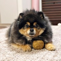 ボールをとらえないように守るたろ吉ちゃん（画像提供：たろ吉（メスのポメ）の飼い主さん）