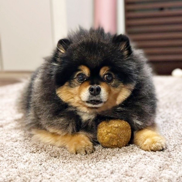 ボールをとらえないように守るたろ吉ちゃん（画像提供：たろ吉（メスのポメ）の飼い主さん）