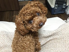 名前を呼んだら何度でもふりむくよ　トイプードルの「ピッピ」