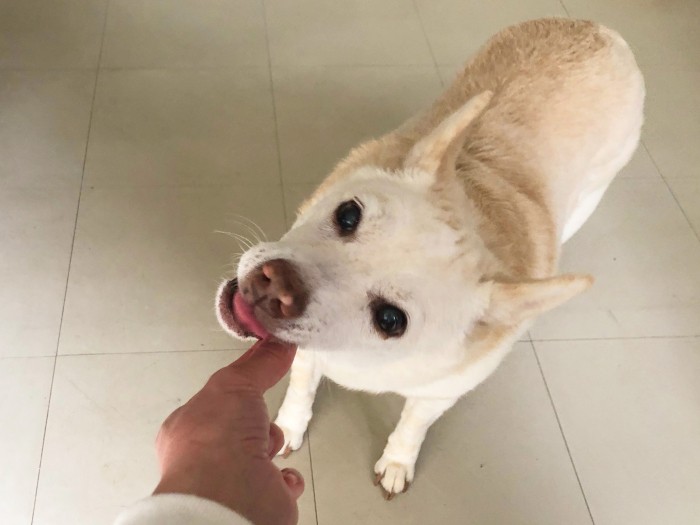 「できたておいしい」ほくほく顔のキップル。