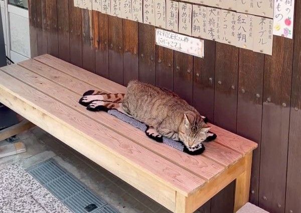 観光客が店先を次々撮影→「何だろう？」確認すると… 敷物の猫とリアル 