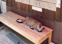店先で眠るにゃにゃこちゃん、その下に敷かれているのは…？（画像提供：福直フルーツ 尾道の果物屋さん）