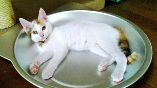 子猫時代、ゴローンと寝そべるハナちゃん（画像提供：ハナちゃんさん）