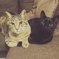 先住猫とらきちくん（左）と仲良くツーショット