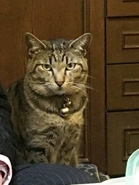 いまではすっかり貫禄のついたゴスケ君