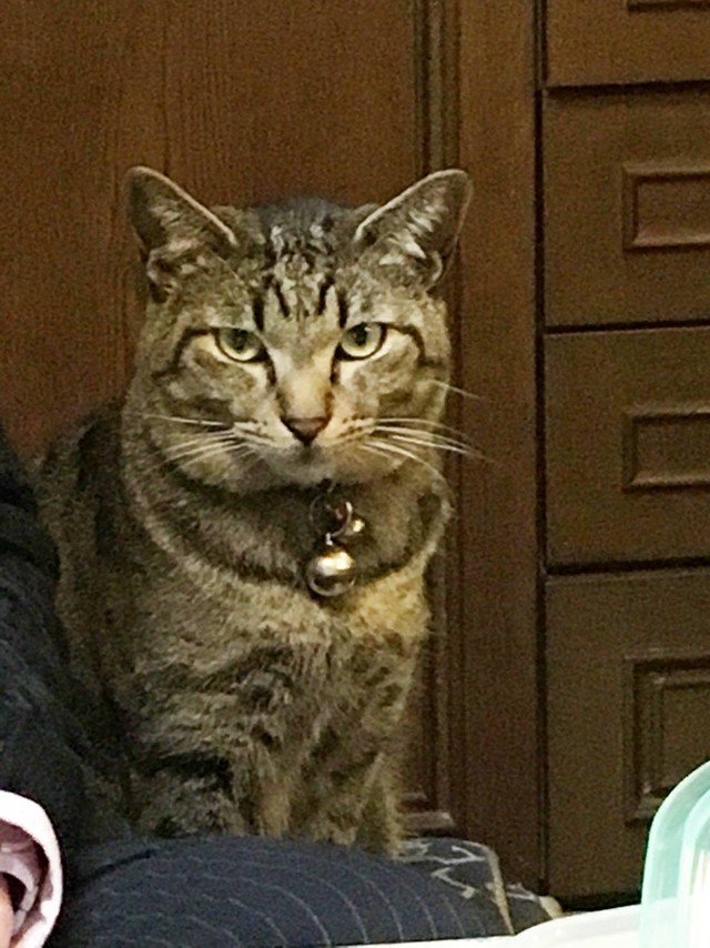 いまではすっかり貫禄のついたゴスケ君