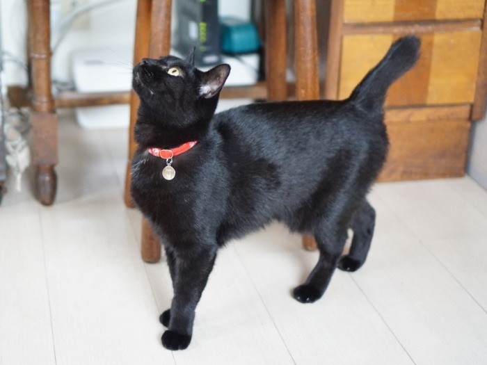 墨の尾は矢印（→）型の”やじるしっぽ”です