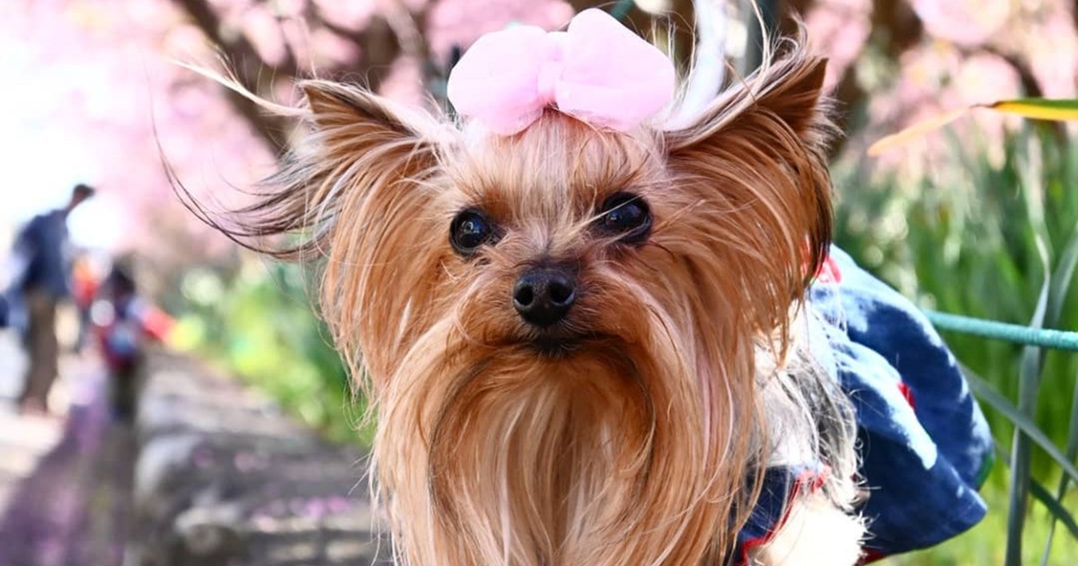 桜を見にきたよ 驚くほどシッポがよく動くヨーキー みやび 犬 猫との幸せな暮らしのためのペット情報サイト Sippo