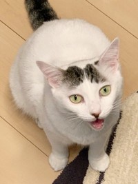 飼い主さんを見上げて鳴くすみれちゃん（画像提供：さくら＆すみれさん）