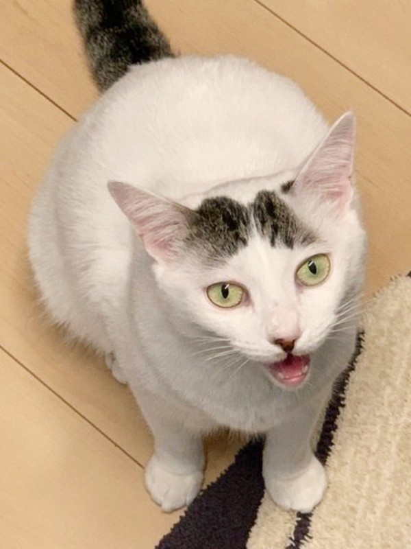 飼い主さんを見上げて鳴くすみれちゃん（画像提供：さくら＆すみれさん）