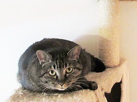 猫が用をたさずに、トイレを出たり入ったり　これって病気？