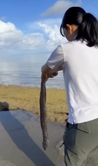 ウツボに息があるのを確認し、ひとまず浅瀬へ／投稿主さん提供