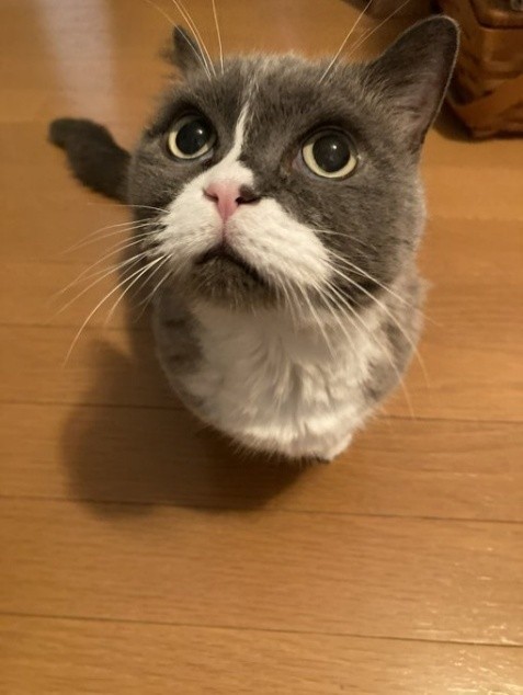 巧みな上目遣いに、家族は胸キュン