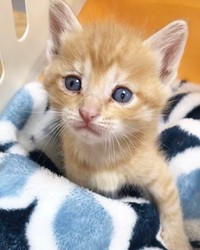 保護された直後のきなこもちくん。親猫とはぐれたのか、ボロボロの姿で溝に落ちていたそうです（提供：もち家のニャンズさん @soynyan222）