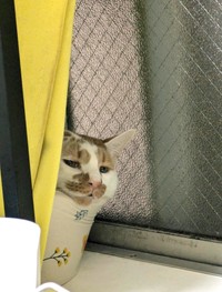 シェルターから迎えた頃から臆病だったという、しょぼぼくん（画像提供：もんちこさん）