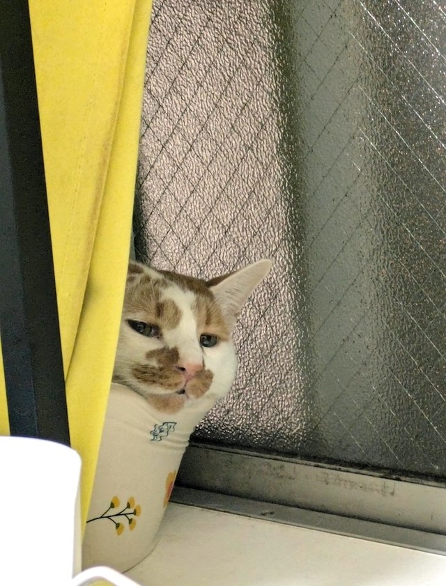 シェルターから迎えた頃から臆病だったという、しょぼぼくん（画像提供：もんちこさん）