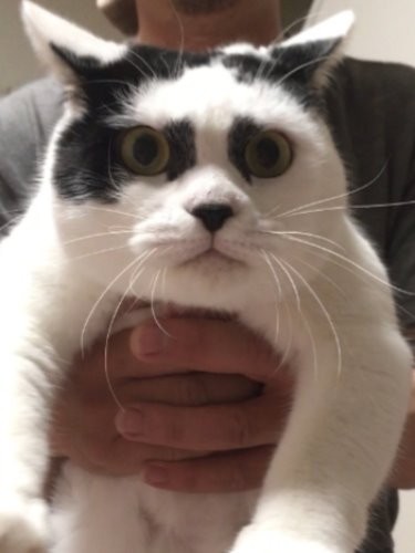 だ、抱いているのか俺を