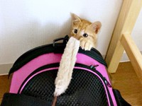 保護から3日後、おもちゃで遊ぶむぎちゃん（画像提供：むぎと人間さん）