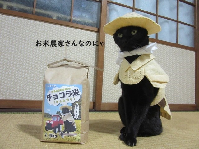 飼い主さんいわく、意外と気が強め性格なのだとか