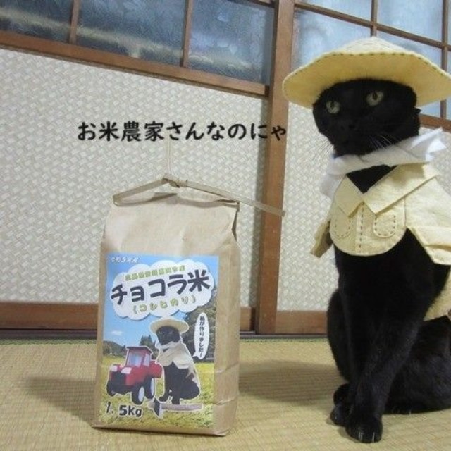 飼い主さんいわく、意外と気が強め性格なのだとか