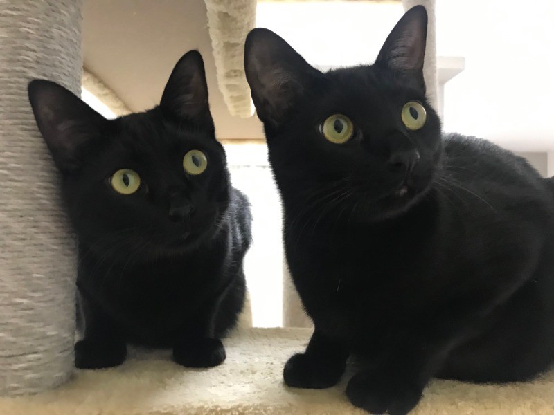 どんどん甘えん坊になるフェスター(左)とゴメズ(右)