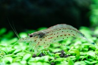 ミナミヌマエビ（TechAgent/stock.adobe.com）