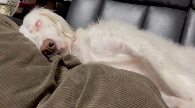 身体をピクピクッとさせたかと思ったら白目に…。これは絶対この後ブリッジしながら階段降りてくるやつ！（動画からキャプチャー／提供：みのかさ さん @inekaratukutta）