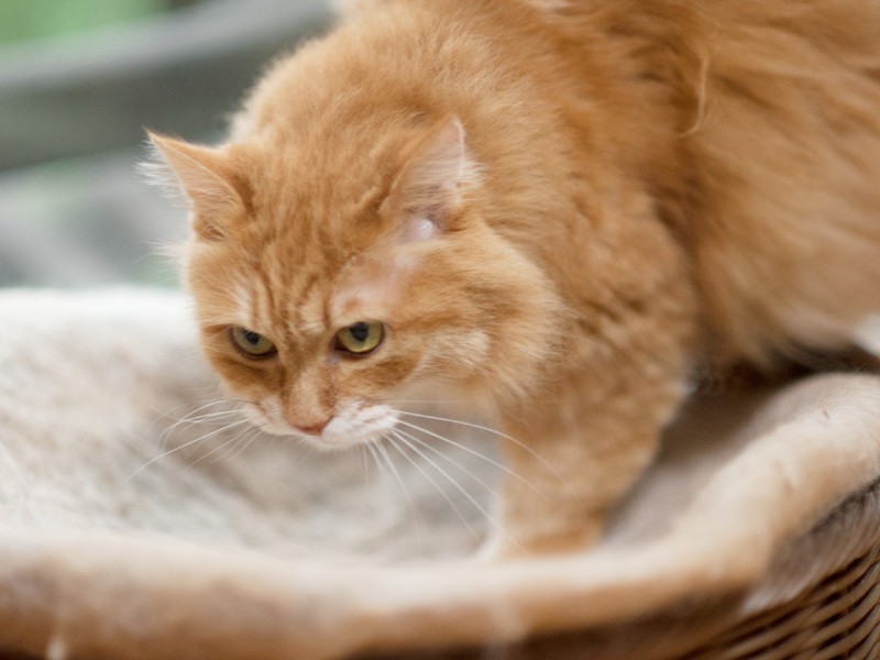 「クンクン。だれも私のベッドで寝ていないわね」（小林写函撮影）