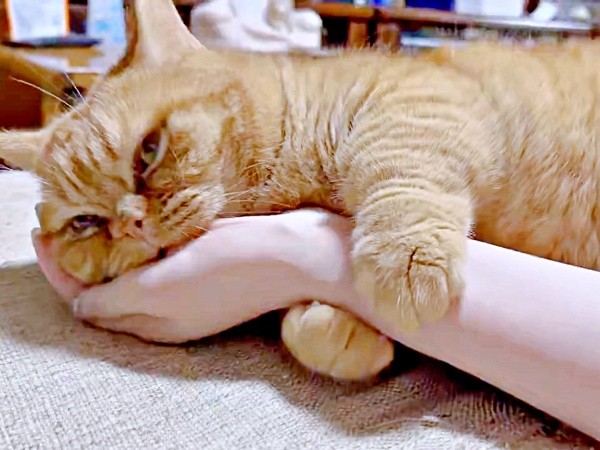 飼い主さんの腕にしがみつくちょこくん（画像提供：ちゃろこさん）