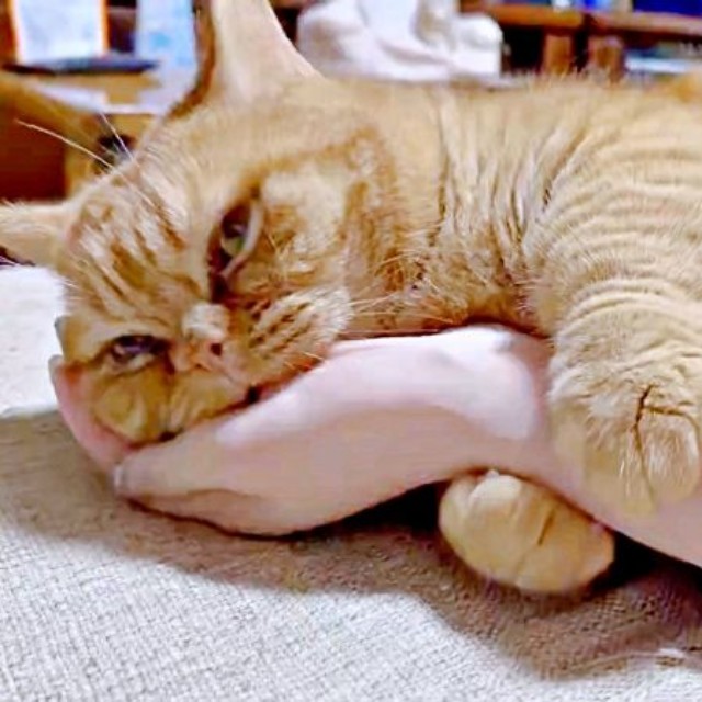 飼い主さんの腕にしがみつくちょこくん（画像提供：ちゃろこさん）