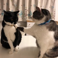 後輩猫みったんと一触即発ですが、みったんが励ましているようにも見える