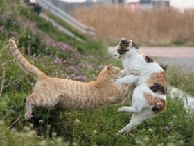 猫たちが相撲をとる？　ストーリーもある沖昌之さんの写真絵本