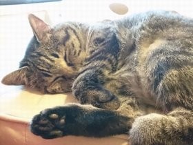 猫砂はどれがいい？　果てしないニオイとの戦い