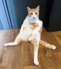 「何か？」お得意ポーズで飼い主さんを見上げるぽーちゃん（画像提供：ぽーの呟き…ときどきテトさん）