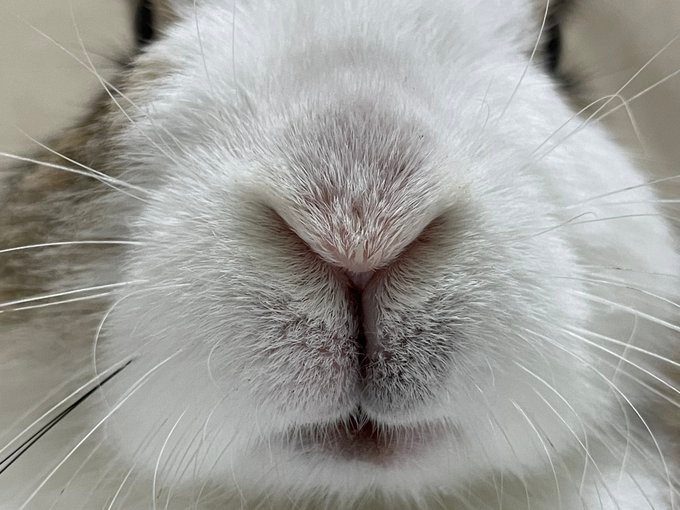 うさパンチめちゃキャワ！」保護ウサギが、おもちゃウサギにKO勝ち