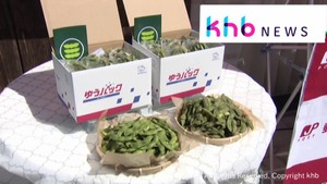 宮城・角田市の秘伝豆　ゆうパックで発送が始まる