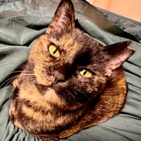 くるみちゃんの“お膝乗り記念日”。3枚目のショット（画像提供：サビ猫くるみさん）