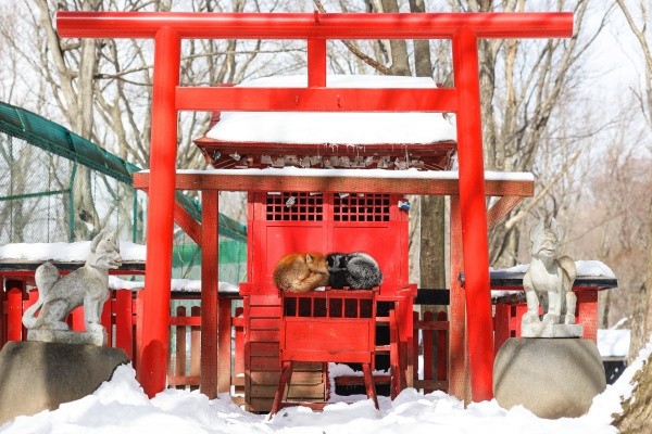 賽銭箱の上でくっつけて眠る2匹のキツネ（画像提供：狐仙人乃弟子 トコノ オルタさん）