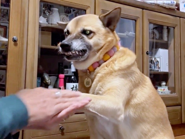 無事終了！ 飼い主さんが手を撫でてこなつさんをよしよしするとーー（画像提供：牧田 こなつさん）