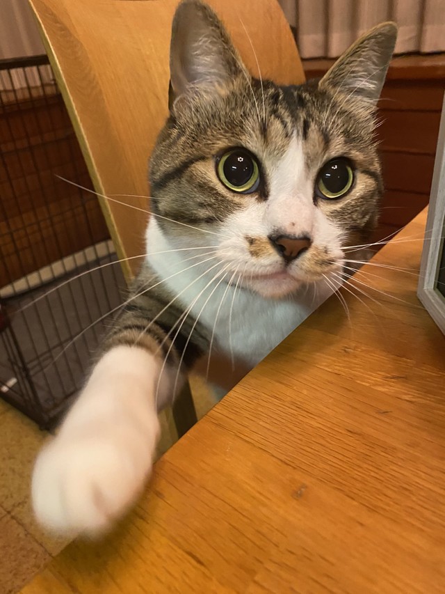 保護猫のデューくん（提供写真）