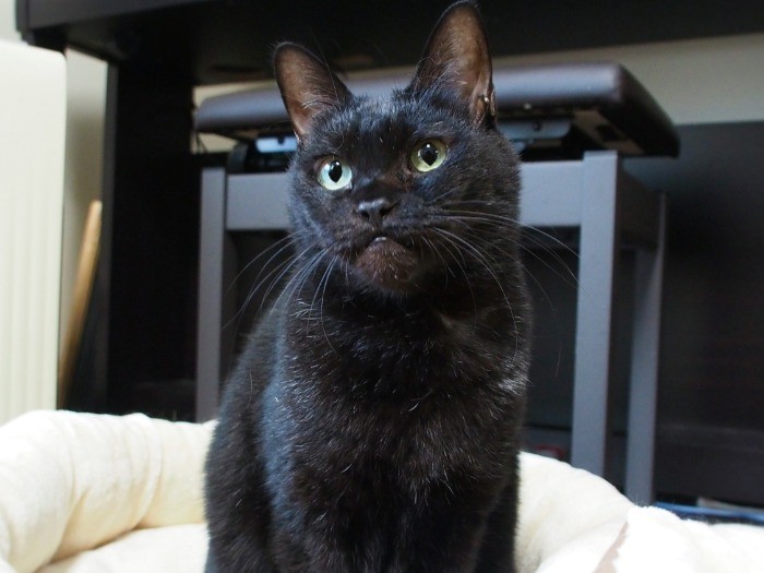 先住猫ナナちゃん（現在11歳）