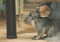 ん？ママ違いだったかな（2023.1撮影）