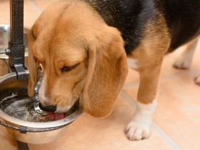 犬や猫も地震でストレス　一緒に過ごし安心できる場所の確保を