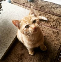 子猫時代のシンバくん、まだ野良猫の鋭い目をしている