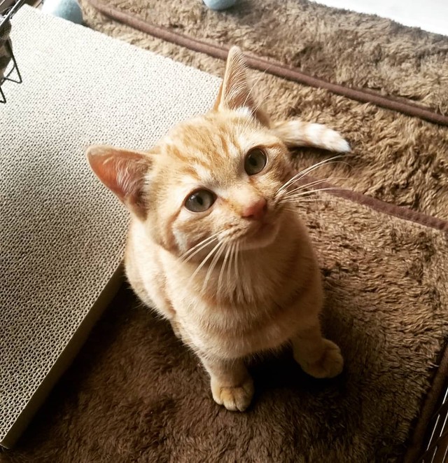 子猫時代のシンバくん、まだ野良猫の鋭い目をしている