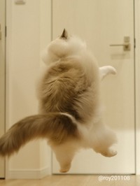 エイ！ジャンプだ！＝ロイ(Roy)くん@ラグドールさん（@roy201108）提供