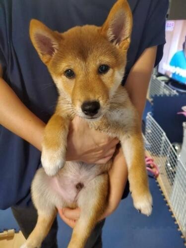 家にきたころの「ぶん太」