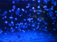 キャノンボールジェリーフィッシュ